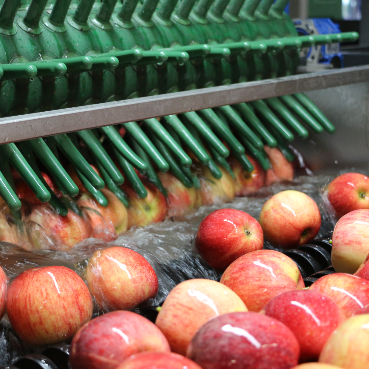 Foto von Äpfeln in der wasserführenden Sortieranlage.