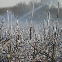 Foto von Obstbäumen unter Beregnung bei Frost im Frühjahr