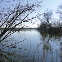 Foto Erlenbäume und Reet im Uferbereich am Großen Brack
