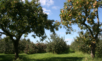 Foto von zwei großen alten Apfelbäumen beim Harmshof in Königreich, im Hintergrund eine Obstanlage mit den heute typischen, schwachwüchsigen Apfelbäumen.