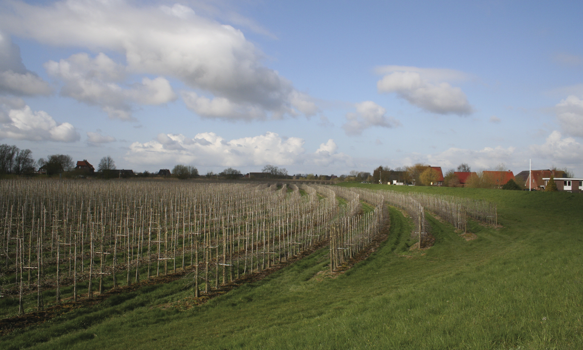Foto einer Junganlage Apfelbäume in Leeswig. Die Pflanzung steht im Außendeichsgelände zwischen Este und Deich.