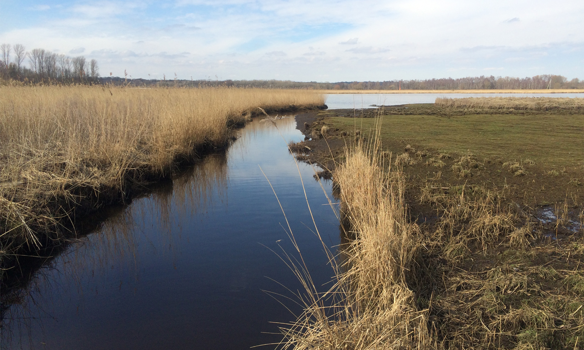 Foto von Sietland im Tidegebiet - fotografiert an der Trave. Sumpfiges Uferland mit Reetflächen und Bruchwald, durchzogen von Prielen, die Richtung Fluss verlaufen.